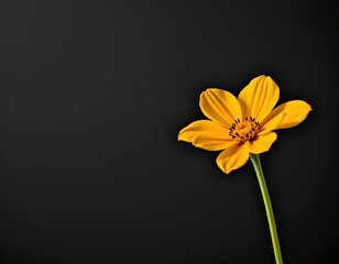 Obraz premium Golden Yellow Flower Dramatic Dark Contrast