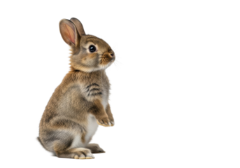 Adorable fluffy brown baby rabbit, white bob tail, prominent whiskers, upright on hind legs, looking intently on transparent studio background with copy space. Inquisitive cuteness, innocence