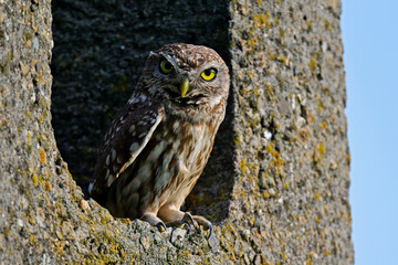 Little owl // Steinkauz (Athene noctua)