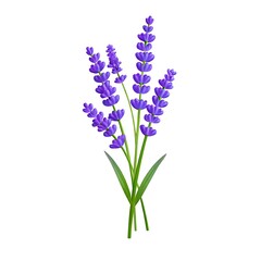 Fototapeta premium Isolated lavender flower vector illustration for springtime designs and aromatherapy concepts on a clean white background showcasing beautiful purple blooms