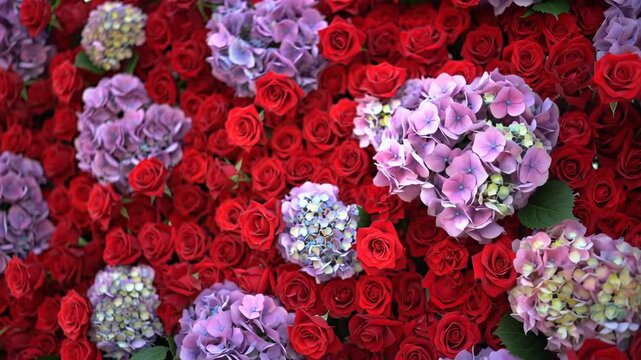Close-up of a vibrant wall of red roses with purple hydrangea flowers in a beautiful botanical arrangement.