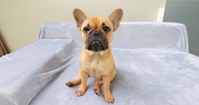 Charming French Bulldog puppy sits on sofa in living room. Shot with wide-angle lens, her big head and bat-like ears appear comically large. Adorable female pup looks up with dewy eyes