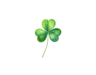 Fresh four leaf clover is a bright green plant isolated on a white background