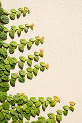 Close-up photograph of cat's claw, a plant native to South America.