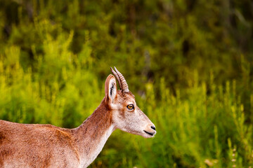 Profile of a Young Ibex