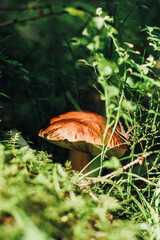 brown polish mushroom grows among green ferns in a forest