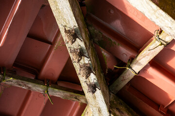 Bats hanging on ceiling wooden plank in Mamirauá Reserve, Amazon