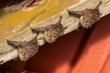 Bats hanging on ceiling wooden plank in Mamirauá Reserve, Amazon
