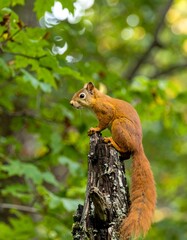 Fototapeta premium Squirrel on tree stump