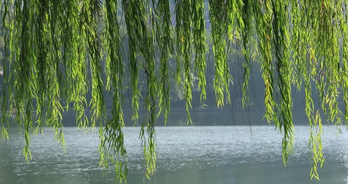 The emerald green willow branches hanging by the lake, the sun shines on the slender willow leaves and shows a soft luster. The background is a quiet lake water, and the picture is full of fresh and t