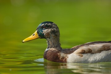 Mallard duck swimming in green waters.