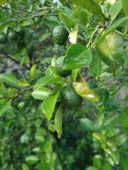 Lime fruit or Citrus amblycarpa, fresh from garden - in Indonesia this fruit is called Jeruk sambal or Jeruk limo, Jeruk limau