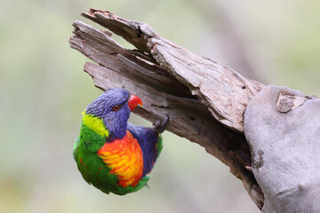 Rainbow Lorikeet in Yarra Bend Park Melbourne Australia