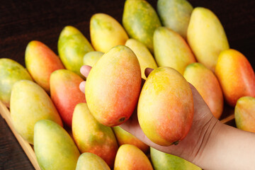 Fresh Hainan Mangoes in Hand - Tropical Fruit Selection in Wooden Basket
