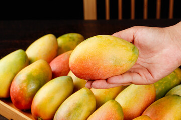 Hand Selecting Fresh Ripe Mango from Wooden Basket of Tropical Fruits