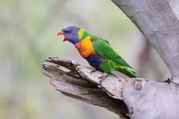 Rainbow Lorikeet in Yarra Bend Park Melbourne Australia