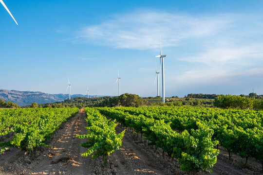 Expansive vineyards with wind turbines on horizon in Denomination of Origin Terra Alta, Catalonia, Spain, combining agriculture, sustainability, and renewable energy innovation