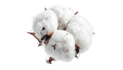 cotton swab isolated on transparent background