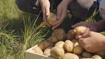 fresh potatoes hands farmer. farming concept. growing young potatoes as bioproduct healthy diet vegetables. Agriculture. large crop tuberous roots bio food. export food grown land farm plantations.