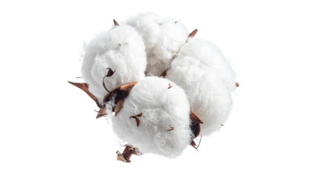 cotton swab isolated on transparent background