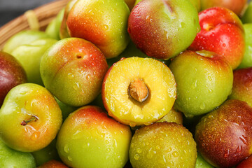 Fresh Ripe Plums with Water Drops in Basket - Colorful Stone Fruits from Green to Deep Red