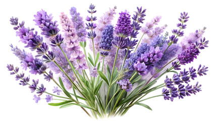 Fototapeta premium Beautiful lavender flowers isolated on white background, floral arrangement