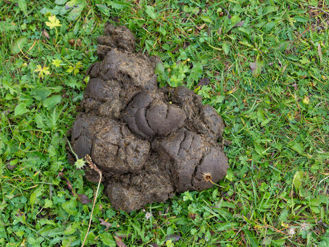Dung of the Rosengarten in South Tyrol. High quality photo