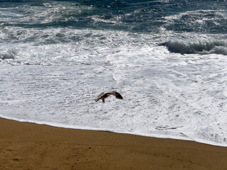 A seagull glides over foamy ocean waves near the sandy beach, capturing the feeling of freedom and
