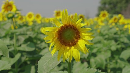 Fototapeta premium yellow blooming sunflower field summer. agriculture concept. healthy food. business growing seeds for production vegetable meat. vegetarian healthy food. farming. summer harvest season. vegetable oil