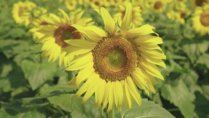 yellow blooming sunflower field summer. agriculture concept. healthy food. business growing seeds for production vegetable meat. vegetarian healthy food. farming. summer harvest season. vegetable oil