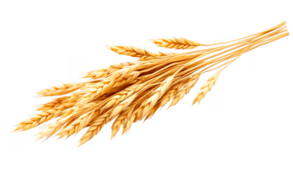Bunch of golden wheat stalks are grouped together on transparent background