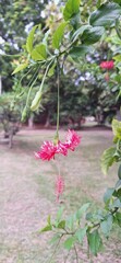 pink flower in the garden Blurred image of a creeper with a single red flower.