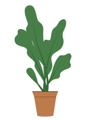 Green houseplant in a brown pot. Isolated decorative interior plant for home decor and office space. A simple botanical element for furnishing and nature concept.