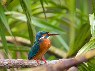 kingfisher on a branch