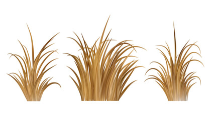 Dry brown grass. Dead field and marsh plants on meadow and beach. Prairie scene isolated on white background. Autumn realistic farm vegetation.
