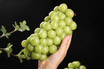 Fresh Green Grapes from Guizhou China - Hand Holding Ripe Fruit Cluster Against Black Background
