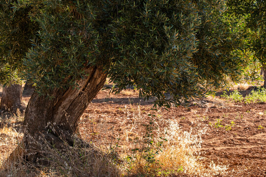 Single olive tree in cultivated Mediterranean landscape of Terra Alta, Catalonia, Spain, close to Horta de Sant Joan, showing agriculture, tradition, and sustainable heritage of olive oil
