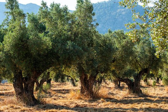 Ancient olive trees in cultivated rows in Terra Alta, Catalonia, Spain, near Horta de Sant Joan, representing Mediterranean tradition, agriculture, and olive oil heritage landscapes