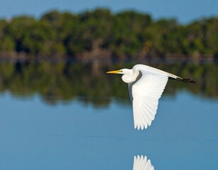 Majestic egret in flight over tranquil water