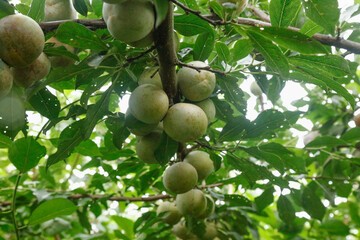 Fresh Green Plums Growing on Tree Branch in Longyan Gutian Orchard Ready for Picking
