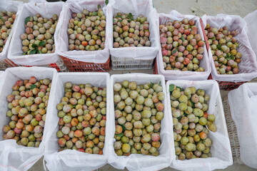 Fresh Longyan Fruits in Market Display Bags - Traditional Asian Tropical Fruit Sale