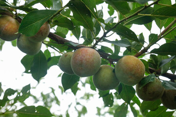 Fresh Plums Growing on Tree Branches in Orchard with Green Foliage