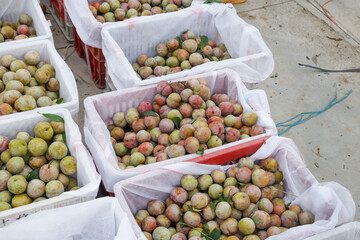 Fresh Harvested Plums in Bags at Gutian Orchard Market Display