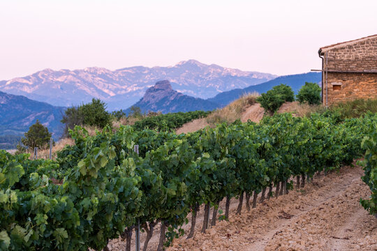 Stone winery wall beside aligned vineyards in Denomination of Origin Terra Alta, Catalonia, Spain, evening light enhancing terroir and Mediterranean wine-growing tradition in cultivated landscape