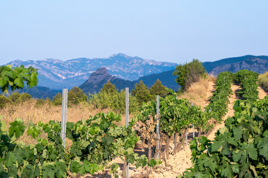 Vineyard path in Denomination of Origin Terra Alta, Catalonia, Spain, curving toward distant mountains at twilight, combining Mediterranean atmosphere with agricultural wine-growing culture
