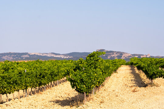 Vineyards in Denomination of Origin Terra Alta, Catalonia, Spain, with aligned grapevines and sandy soils under summer light, showcasing Mediterranean viticulture and agricultural tradition
