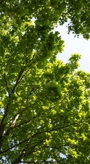 Fototapeta premium Lush green foliage of trees, viewed from below, creates a vibrant canopy, offering shade and a serene natural scene.