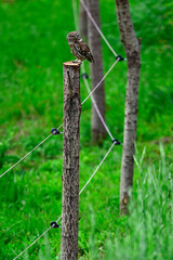 Steinkauz // Little owl (Athene noctua)
