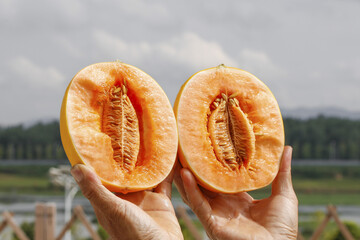 Fresh Honeydew Melon Halves in Hands at Farm in Gansu Shaanxi China Agricultural Landscape