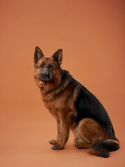 A German Shepherd sits attentively against a soft peach background, exuding an aura of poise and strength. The warm tones enhance the dog's noble presence and shiny coat.